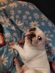 Lost Female Dog last seen Caningtown, Canning Town, England 