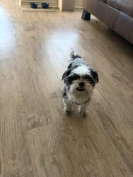 Lost Male Dog last seen Willow Bend apmts, San Antonio, TX 78251