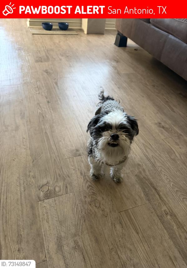 Lost Male Dog last seen Willow Bend apmts, San Antonio, TX 78251