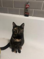 Reunited Female Cat last seen High Road trimley st Mary, Trimley Saint Mary, England 