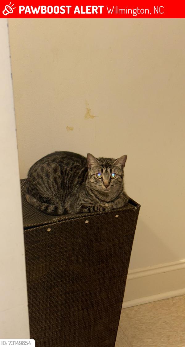 Lost Female Cat last seen Walmart, Wilmington, NC 28403