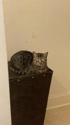Lost Female Cat last seen Walmart, Wilmington, NC 28403
