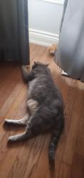 Reunited Male Cat last seen Maple ave and main st., Milton, ON L9T 5R6