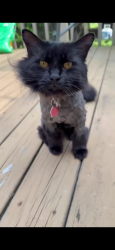 Lost Female Cat last seen Street road and Elbow line, Warrington, PA 18976