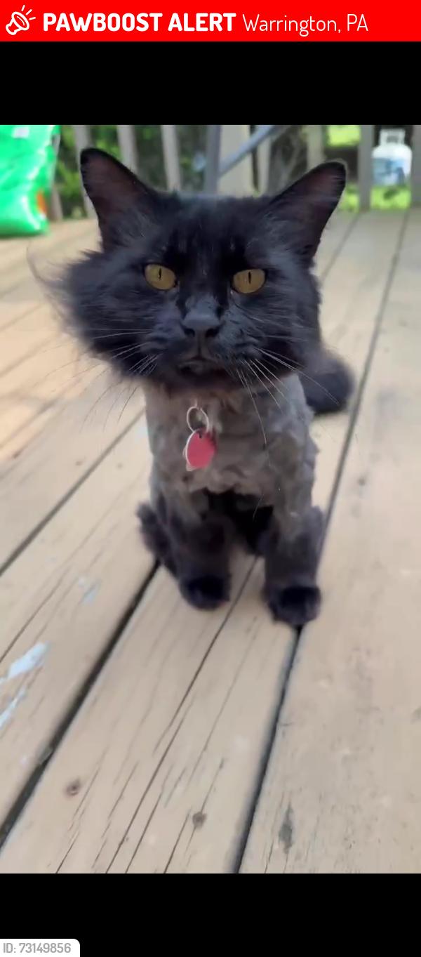 Lost Female Cat last seen Street road and Elbow line, Warrington, PA 18976