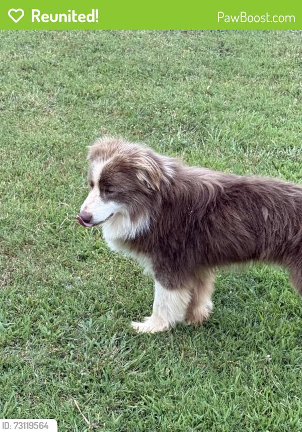 Reunited Male Dog last seen Lakewood lane and Phillips rd, Anderson, SC 29625