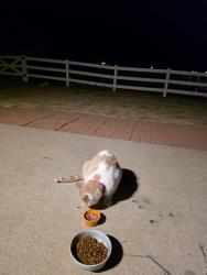 Reunited Female Cat last seen Great rock way, Adams County, CO 80603