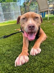 Shelter Stray Male Dog last seen Near Elmer ave, 21215, MD, 301 Stockholm St, Baltimore, MD 21230, USA
