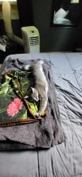 Lost Female Cat last seen Near the boat hse at Hatcase Pond, about 1.3 miles past the gate, Dedham, ME 04429