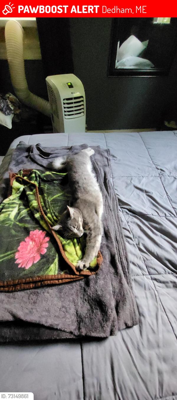 Lost Female Cat last seen Near the boat hse at Hatcase Pond, about 1.3 miles past the gate, Dedham, ME 04429