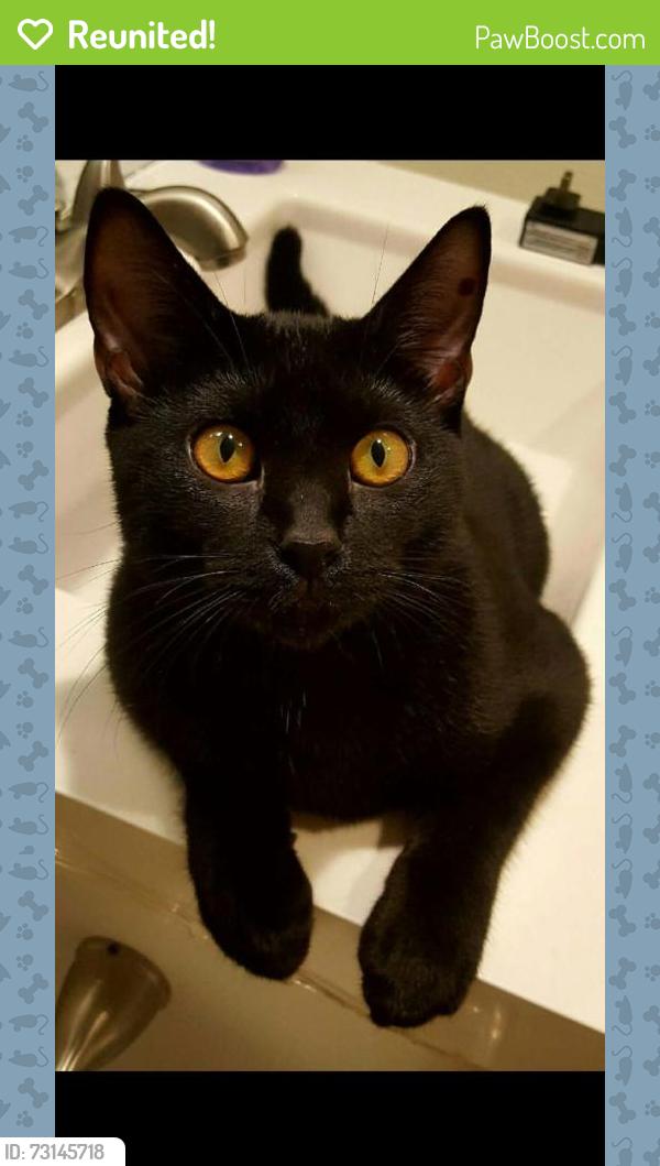 Reunited Male Cat last seen Sasser Oaks in Homosassa, Homosassa Springs, FL 34446