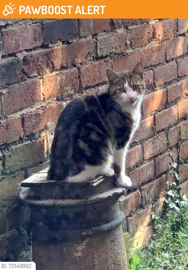 Found/Stray Unknown Cat last seen Don street off wheatley hall rd near town centre, South Yorkshire, England 