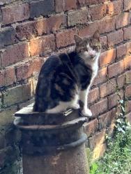 Found/Stray Unknown Cat last seen Don street off wheatley hall rd near town centre, South Yorkshire, England 