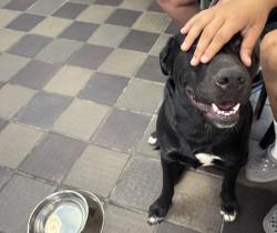 Shelter Stray Male Dog last seen Near Exterior Street tied to scaffolding pole, BRONX, NY, 10463, 326 E 110th St, New York, NY 10029, USA