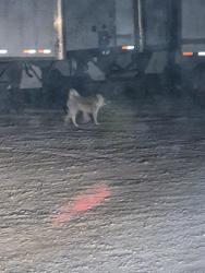 Found/Stray Unknown Dog last seen Near E I-40 Amarillo tx, Amarillo, TX 79118