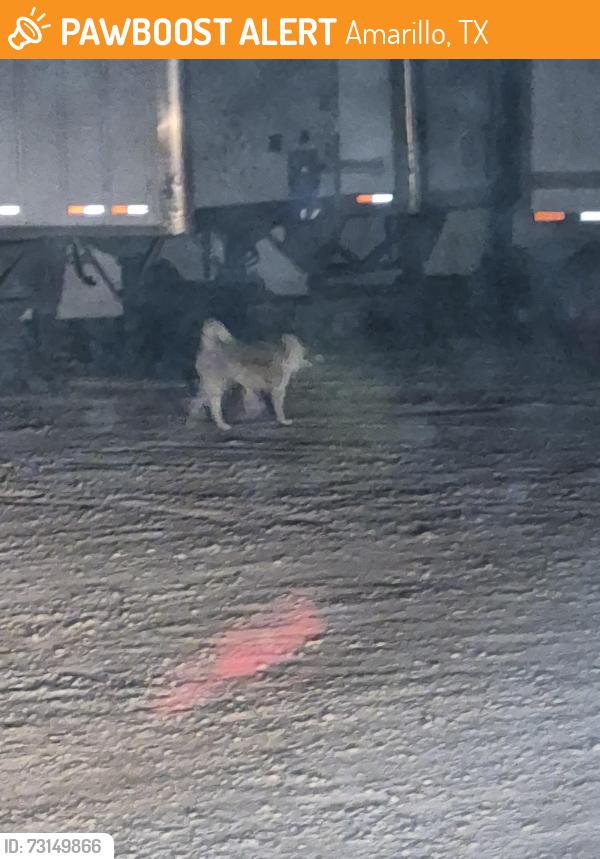 Found/Stray Unknown Dog last seen Near E I-40 Amarillo tx, Amarillo, TX 79118