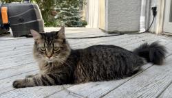 Lost Male Cat last seen Farrington, Westerville, OH 43081