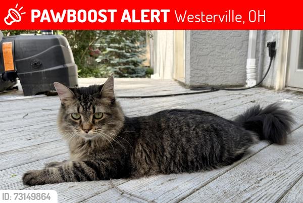 Lost Male Cat last seen Farrington, Westerville, OH 43081