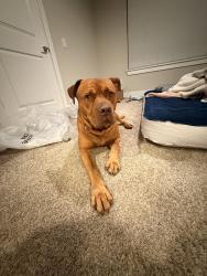 Found/Stray Male Dog last seen Barker Cypress and Groschke, Houston, TX 77084