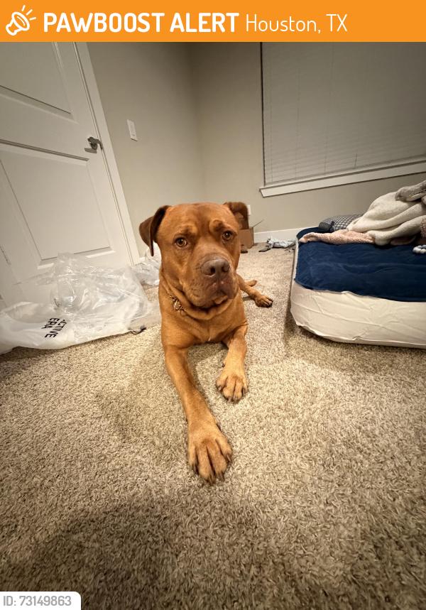 Found/Stray Male Dog last seen Barker Cypress and Groschke, Houston, TX 77084