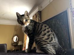 Lost Male Cat last seen Little Stoke Manor Farm, Oxfordshire, England OX10 6AX