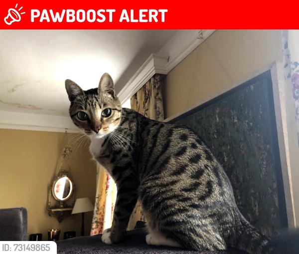 Lost Male Cat last seen Little Stoke Manor Farm, Oxfordshire, England OX10 6AX