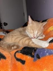Reunited Male Cat last seen Near simpson st, Santa Rosa, CA 95401