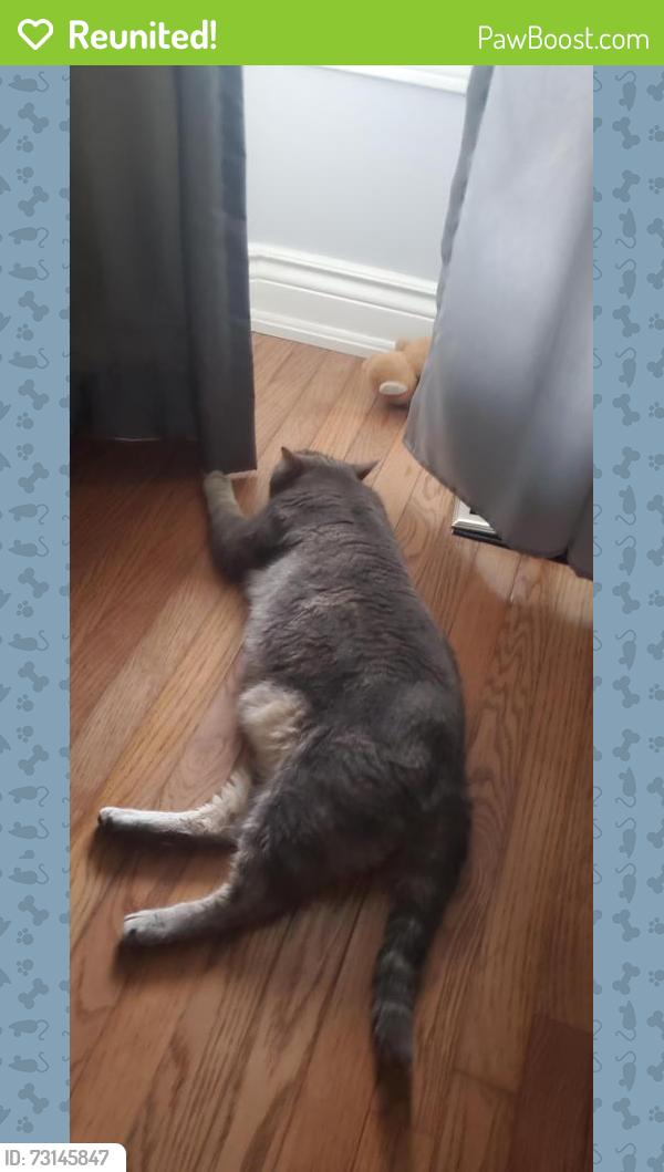 Reunited Male Cat last seen Maple ave and main st., Milton, ON L9T 5R6
