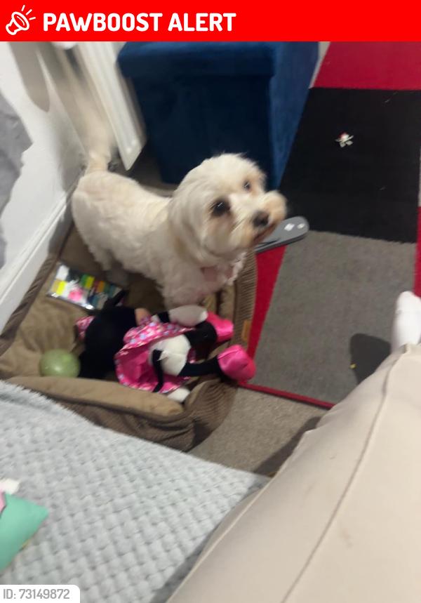 Lost Female Dog last seen Old road west, Northfleet, England DA11 8RF
