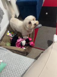 Lost Female Dog last seen Old road west, Northfleet, England DA11 8RF