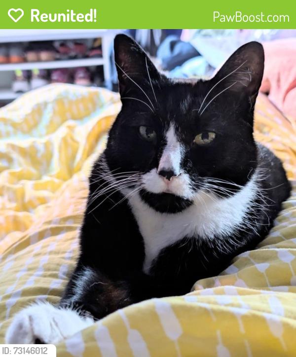 Reunited Male Cat last seen Mount Pleasant Road/The Avenue area, Greater London, England N17 6JH