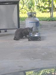 Found/Stray Unknown Cat last seen Rockwood Dr & Woodmont Dr, Louisville, KY 40220