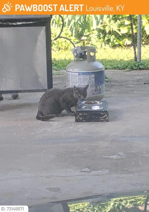 Found/Stray Unknown Cat last seen Rockwood Dr & Woodmont Dr, Louisville, KY 40220