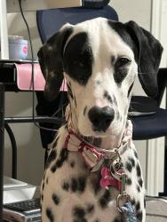 Lost Female Dog last seen Tulip Willow Way and Meadowlake Mews, Harris County, TX 77447