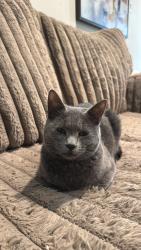 Lost Female Cat last seen Near, Irvine, CA 92620