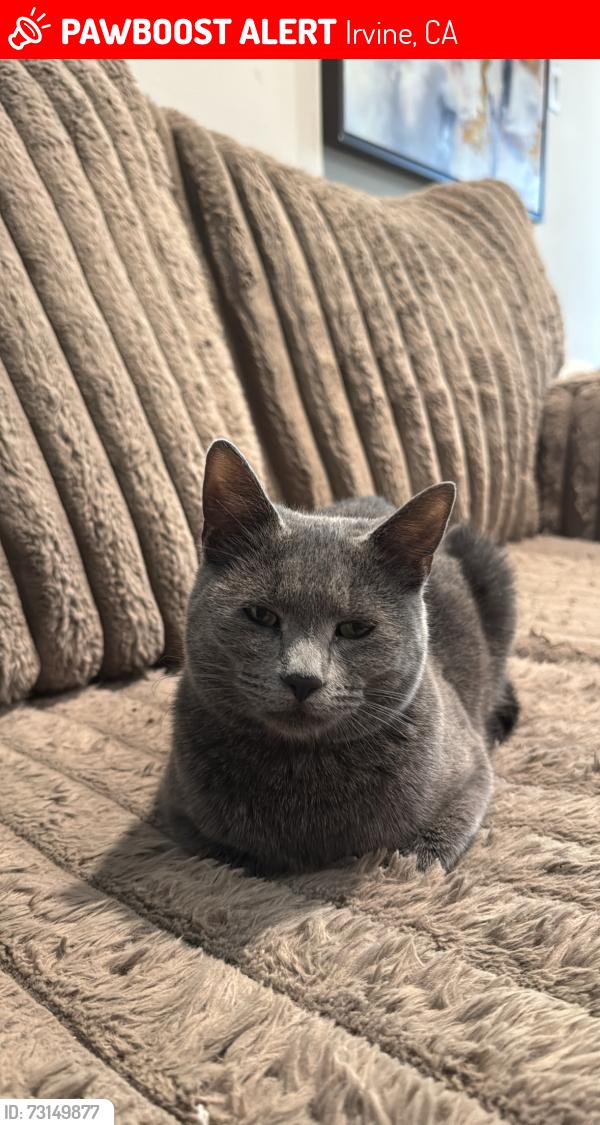 Lost Female Cat last seen Near, Irvine, CA 92620