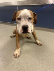 Shelter Stray Male Dog last seen Near BLOCK NW 183RD ST, 3599 NW 79th Ave, Doral, FL 33122, USA