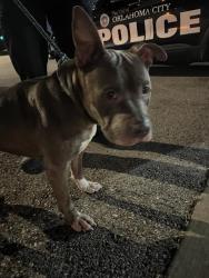 Shelter Stray Unknown Dog last seen Near BLOCK NW 12TH ST, OKLAHOMA CITY OK 73107, 2811 SE 29th St, Oklahoma City, OK 73129, USA
