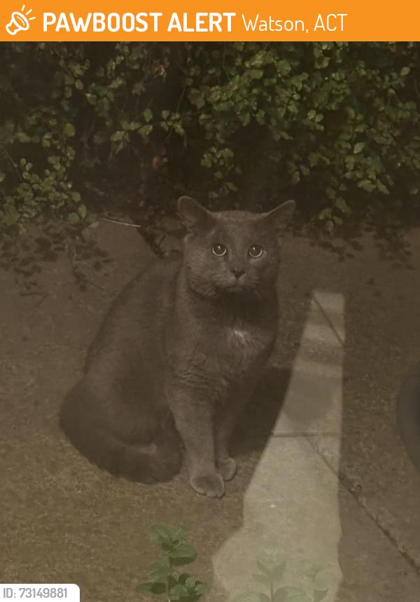 Found/Stray Unknown Cat last seen Mary Kitson Street, Watson, ACT 2602