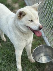 Shelter Stray Female Dog last seen Near BLK N 27TH ST, 3528 Newburg Rd, Louisville, KY 40218, USA