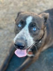 Shelter Stray Male Dog last seen Near BLOCK GAREY LN, 3528 Newburg Rd, Louisville, KY 40218, USA