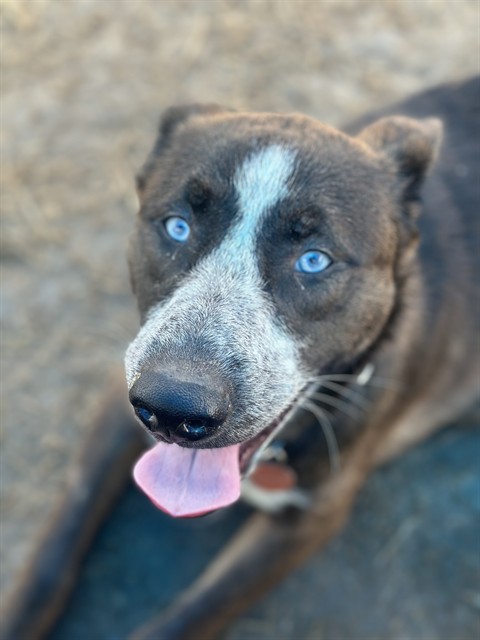 Shelter Stray Male Dog last seen Near BLOCK GAREY LN, 3528 Newburg Rd, Louisville, KY 40218, USA