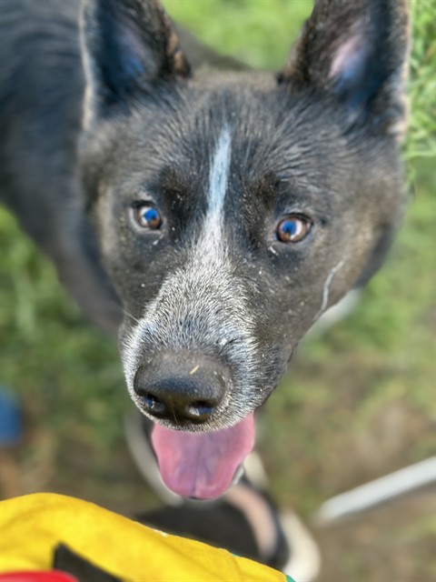 Shelter Stray Male Dog last seen Near BLOCK TITAN DR, 3528 Newburg Rd, Louisville, KY 40218, USA