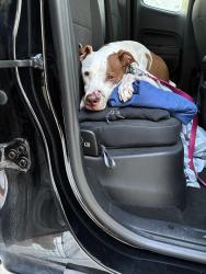 Reunited Unknown Dog last seen Highway 53, Nix Rd, GA 30534