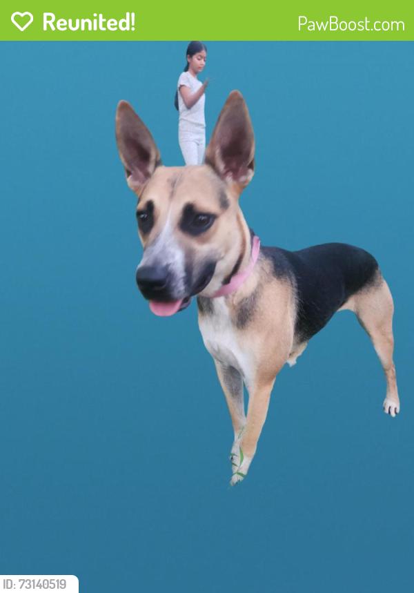 Reunited Male Dog last seen Rivergate Shopping Center, Charlotte, NC 28273