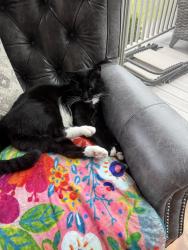 Reunited Male Cat last seen Crystal Tree community, Orland Park, IL 60462