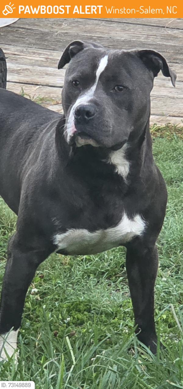 Found/Stray Unknown Dog last seen White meadow lane, green oaks, willard rd, Winston-Salem, NC 27107