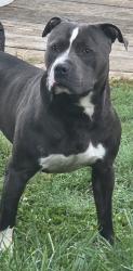 Found/Stray Unknown Dog last seen White meadow lane, green oaks, willard rd, Winston-Salem, NC 27107