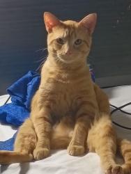 Lost Male Cat last seen Center Rd, North Ridgeville, OH 44039