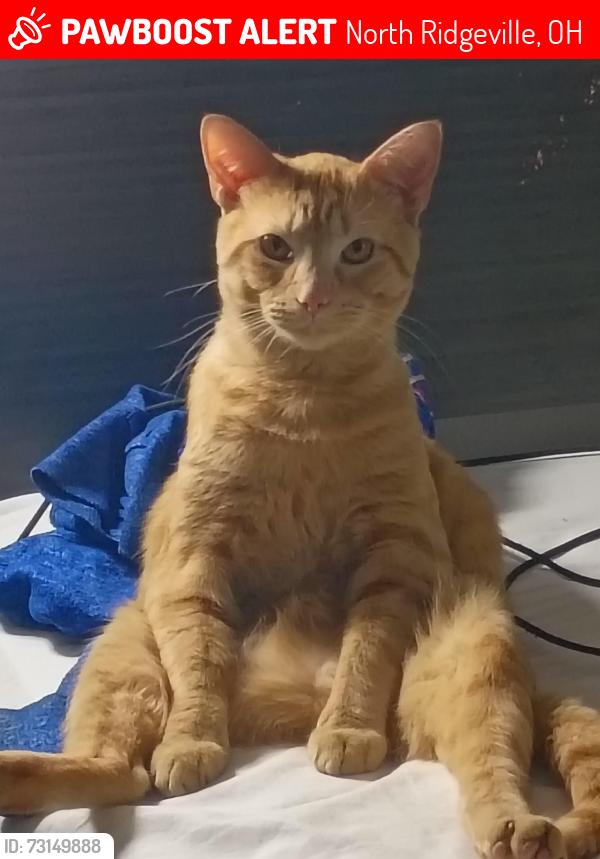 Lost Male Cat last seen Center Rd, North Ridgeville, OH 44039